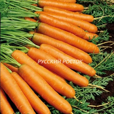 Fancy: Сплюшка Морковь, 150 см: заказать мягкую игрушку по доступной цене в  Алматы, Астане, Казахстане | Интернет-магазин Meloman