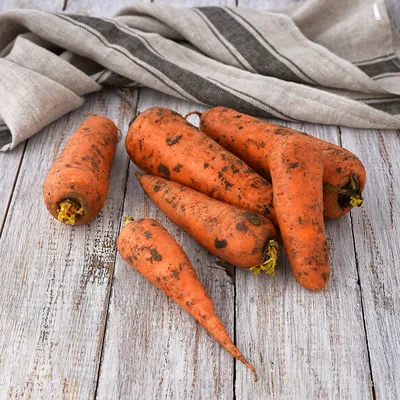 Когда выкапывать морковь и свеклу: как хранить морковь, свеклу дома и в  погребе - 26 августа 2023 - 74.ru