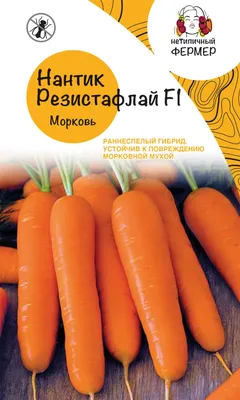 Морковь на белом стоковое фото. изображение насчитывающей ингридиент -  158060800