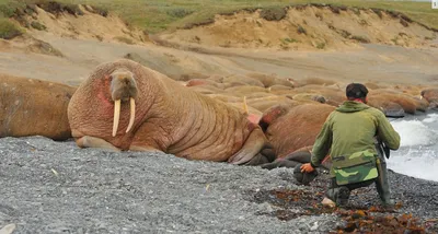 Экологи определили план по защите атлантического моржа