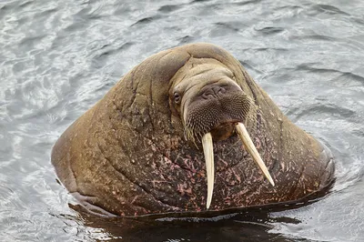 Как защищается морж — он же гигант Арктики, он же «подводный мамонт» |  Приключения натуралиста | Дзен