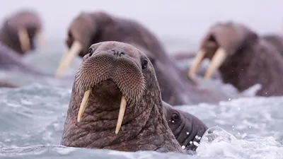 Стартовал проект по сохранению атлантического моржа на Оранских островах -  Новости РГО