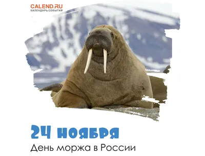 В России отметили День моржа
