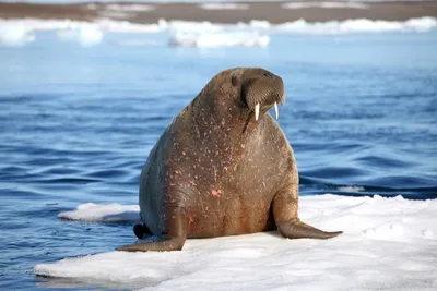 Опасны ли моржи для туристов? – GoArctic.ru – Портал о развитии Арктики