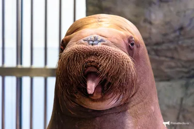 Власти Норвегии усыпили самку моржа Фрею за игры у набережных | Euronews