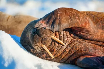 Морж лежит на льдине. голова моржа крупным планом. | Премиум Фото