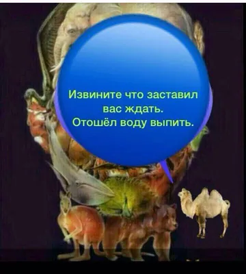 А Вы нашли верблюда? 🐫 | МамаСама | Дзен