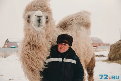 НАЙДИТЕ ВЕРБЛЮДА🧐. Тест на болезнь Альцгеймера! Проверимся??? ⠀ Надо  учитывать, что это не весь тест на коварную болезнь, но он позволит… |  Instagram