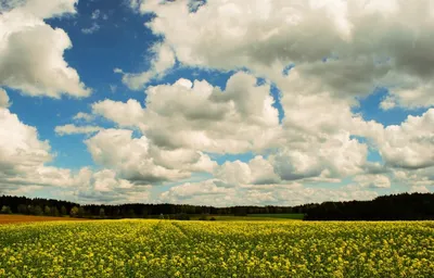 Бесплатные Небо, облака, деревья и дома стоковые фотографии | FreeImages