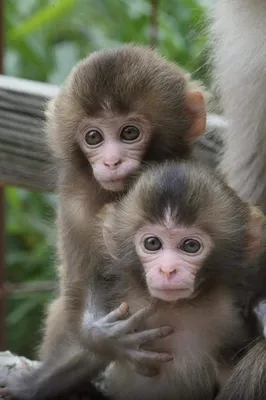 маленькая обезьянка и мама смотрят друг на друга, картинка обезьяны  смешная, обезьяна, смешной фон картинки и Фото для бесплатной загрузки