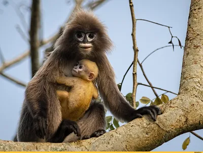 Новые экзотические обезьянки поселились в зоопарке Бургаса - Новости