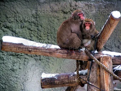 Хорошие новости: у двух обезьянок саймири родилось по малышу
