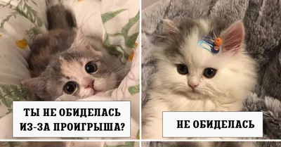 20 смешных фото котов, которые обиделись на своих хозяев