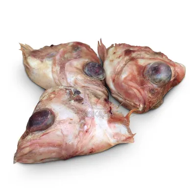 Морской окунь (Sebastes marinus) - sharkseafoods.com