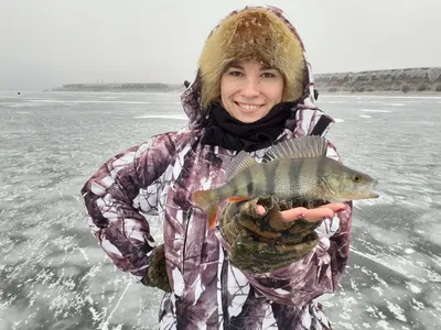 Окунь морской крупный, потрошенный безголовый (ПБГ), 7 кг - «Рыба.СПб.РУ» в  СПб