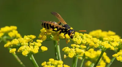 Общественные осы (Hymenoptera: Vespidae) Львовской области - The social  wasps (Hymenoptera: Vespidae) of the Lviv region, Ukraine