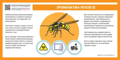 Что отпугивает ос и как защититься от укуса — советы биолога — Секрет фирмы