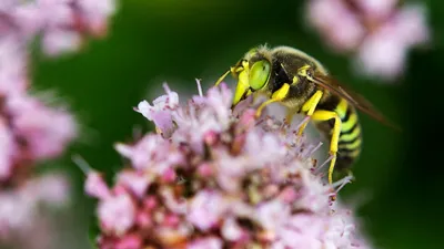 Общественные осы (Hymenoptera: Vespidae) Чувашии - The social wasps  (Hymenoptera: Vespidae) of the Chuvash Republic, Russia