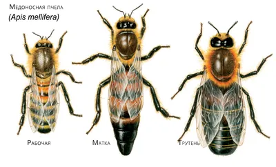Зачем пчелы делают мед? Раскрываем секрет полосатых трудяг | Почемучкин |  Дзен