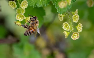 Bees. Пчёлы. PNG. | Рисунок, Пчела, Графический дизайн