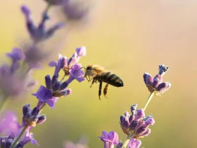 Гигантская пчела (Apis dorsata) - Picture Insect