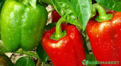Чем удобрить перец? Лучшие рекомендации от Agro-Market