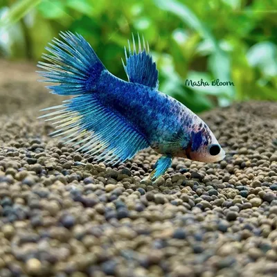 Петушок Сиамский Синий Betta splendens - Рыбки - Nano Fish