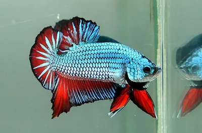 Петушок Плакат Дракон - Betta plakat dragon - Рыбки - Nano Fish