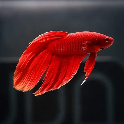 Петушок Королевский Crown taill Betta - Рыбки - Nano Fish