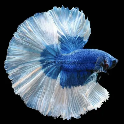 Петушок Халф Мун (Betta splendens Over Halfmoon) | Интернет магазин ГиперЗоо