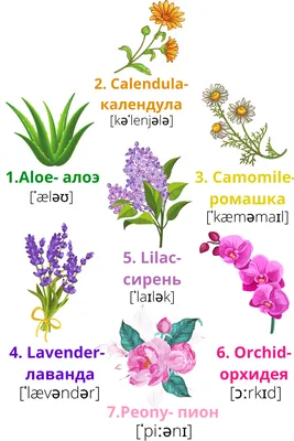 Цветы, растения и деревья на английском. Полезная лексика в наглядных  карточках🌷 | Английский с ILS School | Дзен