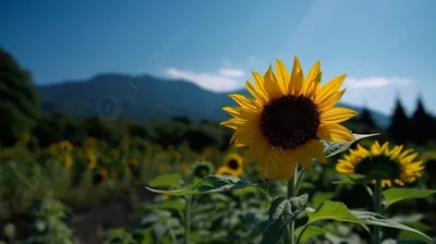 Вредители и болезни подсолнуха