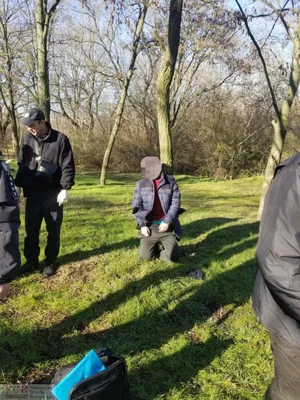 Вид снизу веток деревьев Pomifera Maclura повешенного с фруктами. Голубое  небо на заднем плане. Альтернативная медицина Стоковое Фото - изображение  насчитывающей микстура, медицинско: 204323476