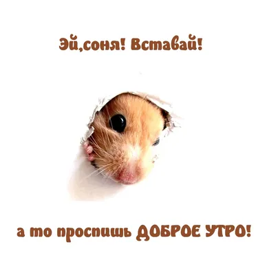 ABC_service - Доброе утро! #юмор #шутки #приколы | Facebook