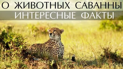 Картины: Саванна. Слон на закате. Акварель в интернет-магазине Ярмарка  Мастеров по цене 2975 ₽ – MC5IGRU | Картины, Екатеринбург - доставка по  России