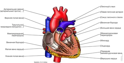 Сердце : нормальная анатомия | e-Anatomy