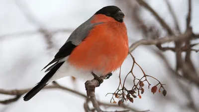 Птица снегирь: как выглядит, где живет и чем питается
