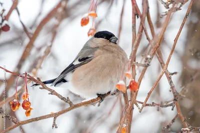 Птица снегирь: как выглядит, где живет и чем питается