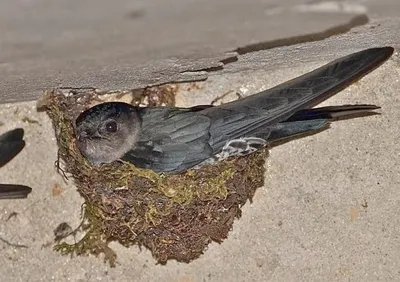 Белопоясный стриж (Apus pacificus) - Picture Bird