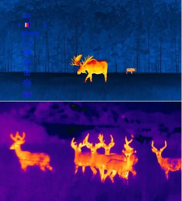 Почему стоит брать тепловизор на охоту | Ромни 24 Новини