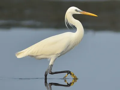 Желтоклювая цапля - eBird