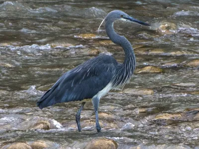 Снежная x Малая белая цапля (гибрид) - eBird