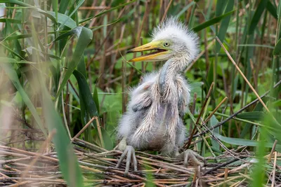 Белобрюхая цапля - eBird