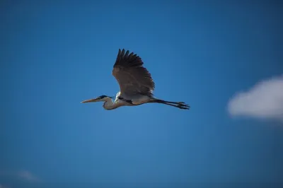 Снежная цапля - eBird