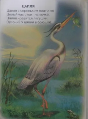 Серая цапля – Ardea cinerea (Linnaeus, 1758) « Красная книга Томской  области | ОГБУ \"Облкомприрода\"