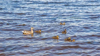 Набор для соли и перца, 9 см, керамика, Утки, Duck — купить в  интернет-магазине Kuchenland Home с доставкой по Москве и России