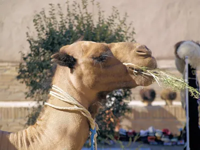 Изолированное Bactrianus Camelus верблюда Стоковое Изображение -  изображение насчитывающей ангстрома, перевозка: 124408209