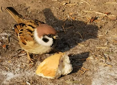 Домовый воробей (Passer domesticus)