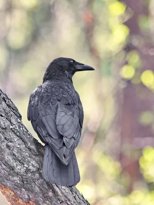 Ворон (Corvus corax). Подробное описание экспоната, аудиогид, интересные  факты. Официальный сайт Artefact