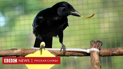 Разновидности чёрной вороны и их особенности | Птица дома | Дзен